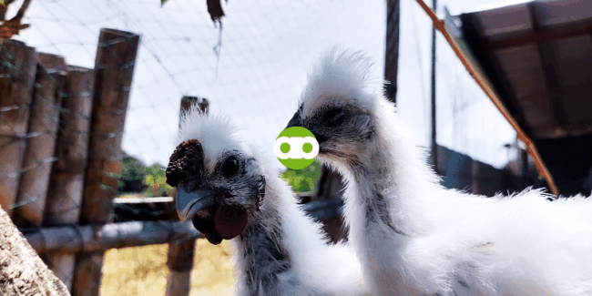 Ano ang Physical Traits ng Chinese Silkie?