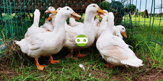 Anong Gagawin sa Payat at Hindi Makalakad na Muscovy Duck