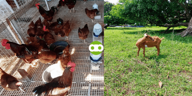CHICKEN FARMING vs. GOAT FARMING- Alin ang Mas Malaki ang Kita?