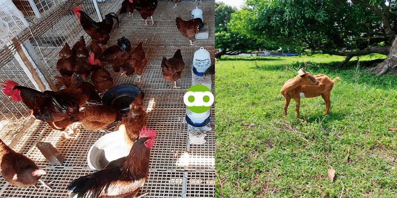 CHICKEN FARMING vs. GOAT FARMING- Alin ang Mas Malaki ang Kita?