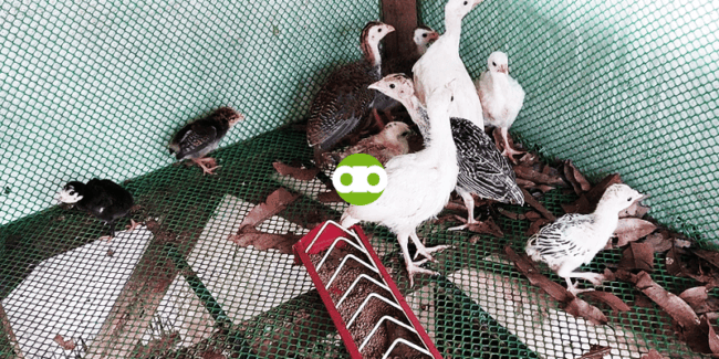 Feeding Program Para sa mga Turkey o Pabo?