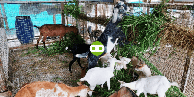 GOAT FARMING- Ano ang Basihan Para Masabing Pwede Nang I-Breed ang Doe at Buck?