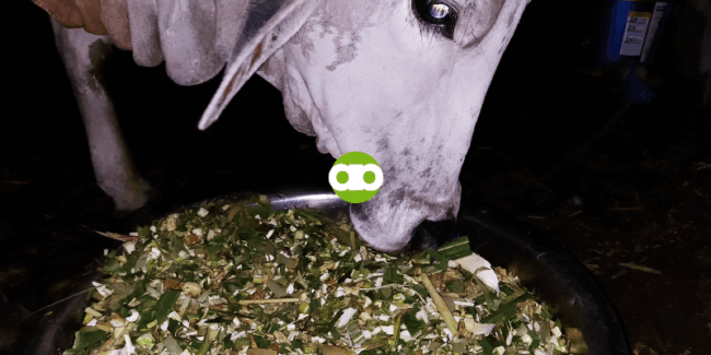 Gaano Karaming Corn Silage ang Dapat Ipakain sa Baka, Kalabaw, Kambing, at Tupa?