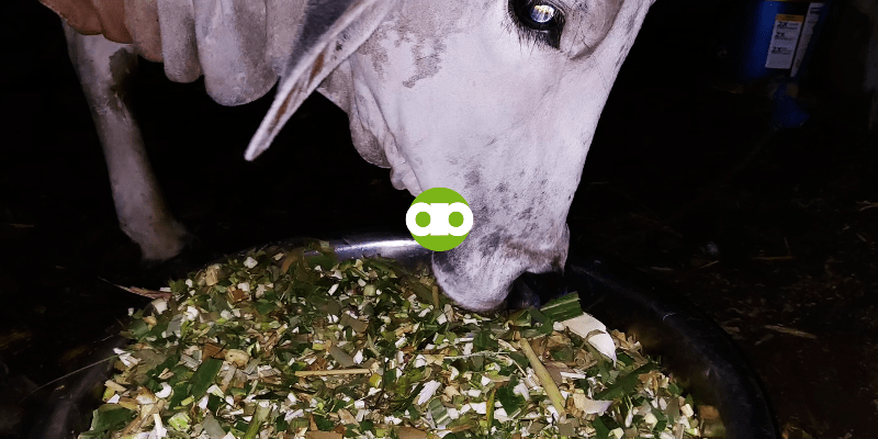 Gaano Karaming Corn Silage ang Dapat Ipakain sa Baka, Kalabaw, Kambing, at Tupa?