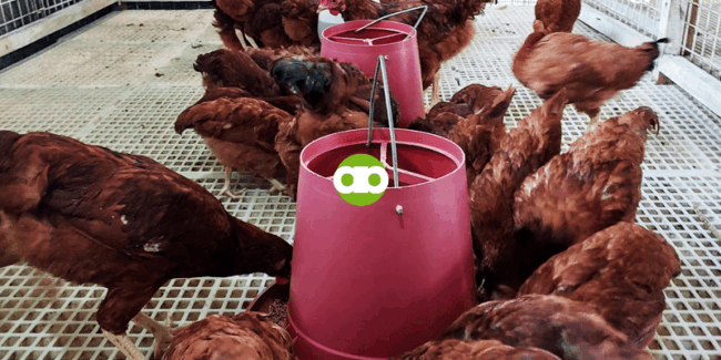 Improper Feed Transition- Anong Gagawin if Humina sa Pangingitlog ang Manok