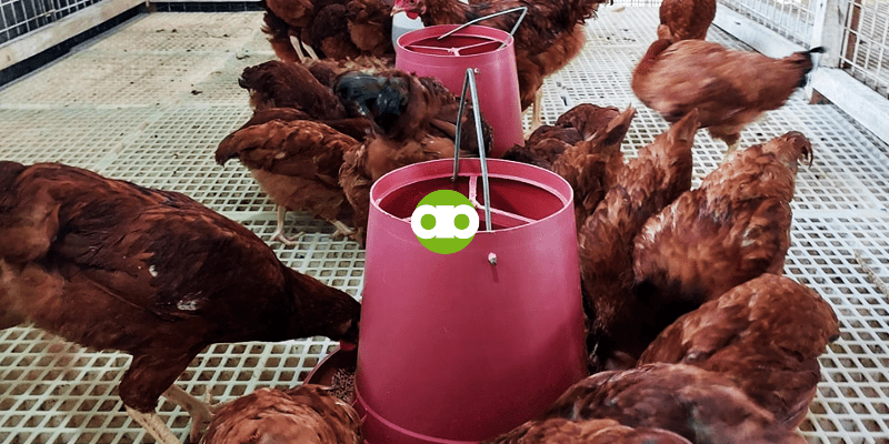 Improper Feed Transition- Anong Gagawin if Humina sa Pangingitlog ang Manok