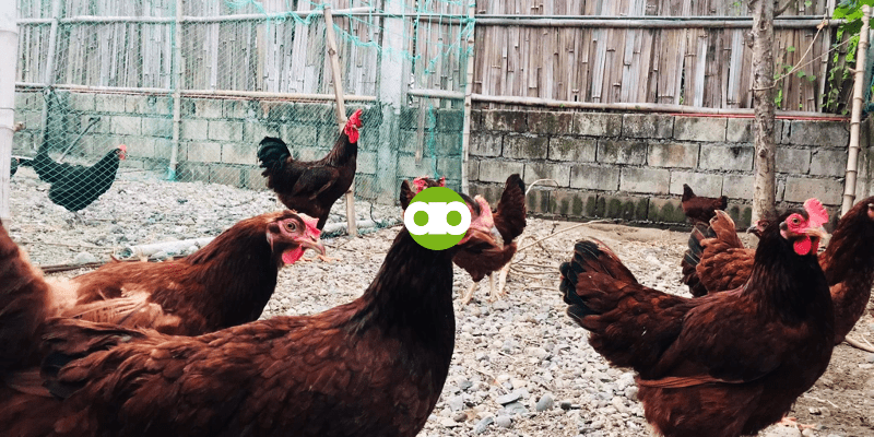 Magandang Layer Ba ang Resulta If Native ang Tandang at Rhode Island Red ang Inahin