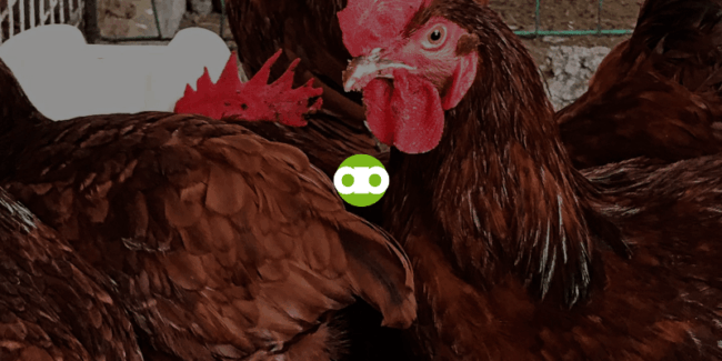 Magkakasakit ba ang mga Native Chickens sa Paligid Kapag Nagbakuna ng Rhode Island Red?