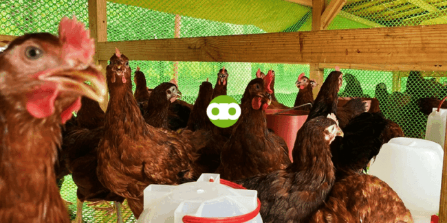 Paano ang Pagkakasunud-sunod ng Gawain sa Paglilinis ng Elevated Pen ng mga Manok?