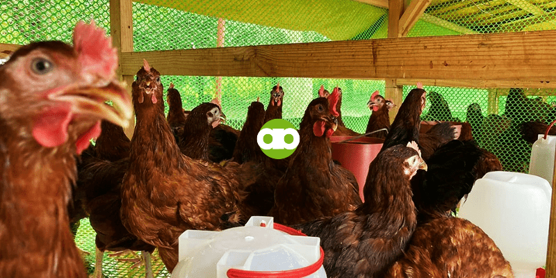 Paano ang Pagkakasunud-sunod ng Gawain sa Paglilinis ng Elevated Pen ng mga Manok?