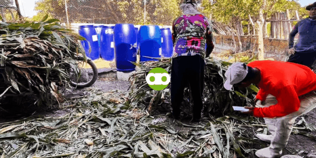 Para sa mga Taga-Tarlac at Nueva Ecija- Paraan Para Kumita sa Paghahakot ng Puno ng Mais