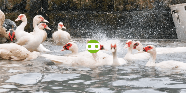 Pwede Bang Magpagawa ng Livestock Farm kay Alpha Agventure Farms from Scratch