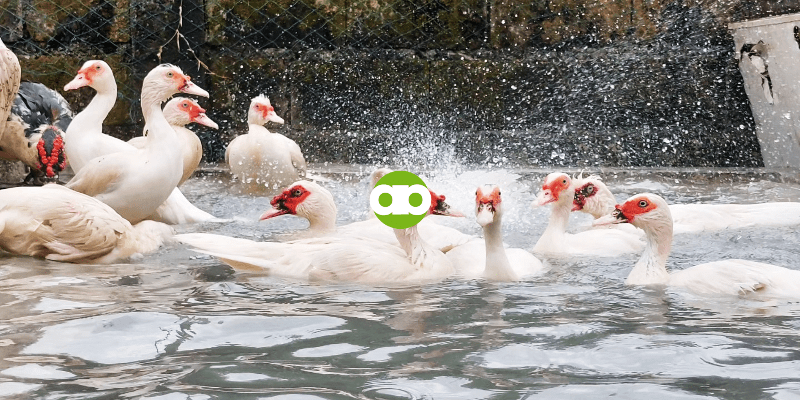 Pwede Bang Magpagawa ng Livestock Farm kay Alpha Agventure Farms from Scratch