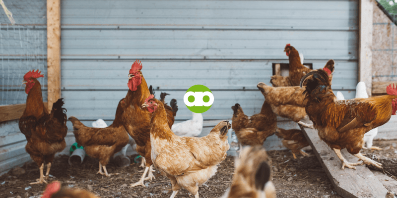 Why Hire a Farm Development Service to Build Your Farm from Scratch in the Philippines