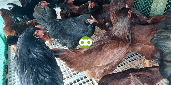 Bakit Kay Alpha Agventure Farms Ka Dapat Bumili ng Manok?