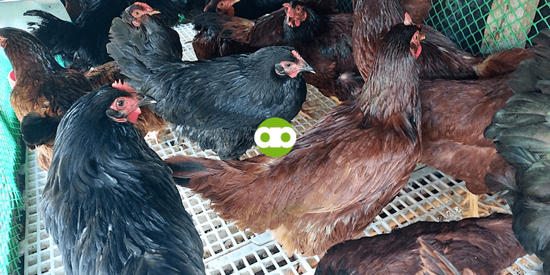 Bakit Kay Alpha Agventure Farms Ka Dapat Bumili ng Manok?