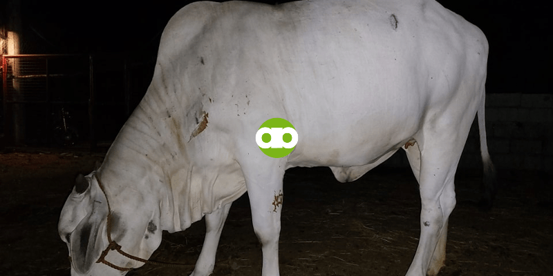 Ano ang 2 Criteria Bago Ko Dagdagan ang Pagkain ng Baka