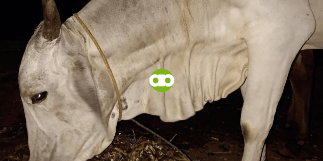 Ano ang Aking Daily Routine sa Small-Scale Cattle Farming