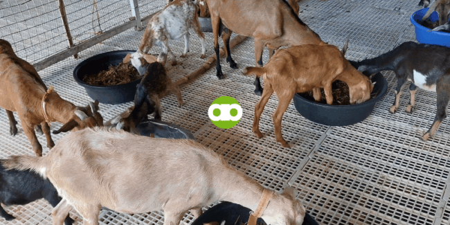 Ano ang mga Sign na Naglalandi na ang Iyong Kambing