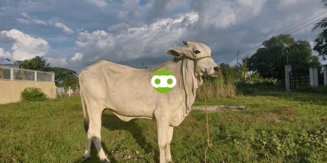 Ano at Paano ang Aking Bunk Scoring System sa mga Baka at Bakit Ko Ito Ginagawa