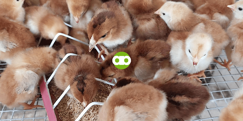 Anong Gagawin If May Malakas at Mahinang Kumain na Manok sa Flock?