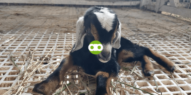 Anong Gagawin sa Kambing na Nakagat ng Aso