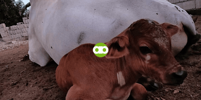 Bakit Hindi Pwedeng Nasa 70% ang Dry Matter ng Corn Silage?