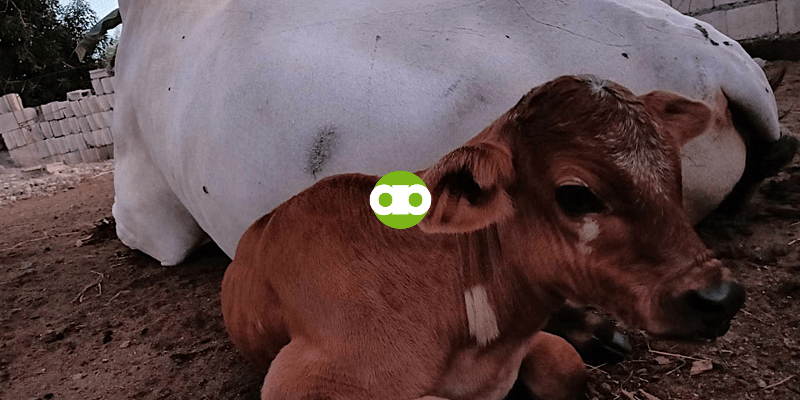 Bakit Hindi Pwedeng Nasa 70% ang Dry Matter ng Corn Silage?