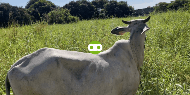 Bakit at Paano Ako Nagche-check ng Dumi ng Baka