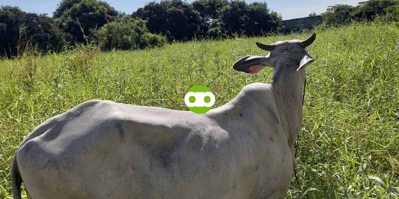 Bakit at Paano Ako Nagche-check ng Dumi ng Baka