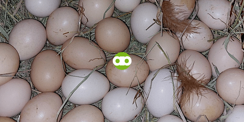 Brown vs. White Egg- Alin ang Mas Masustansya?