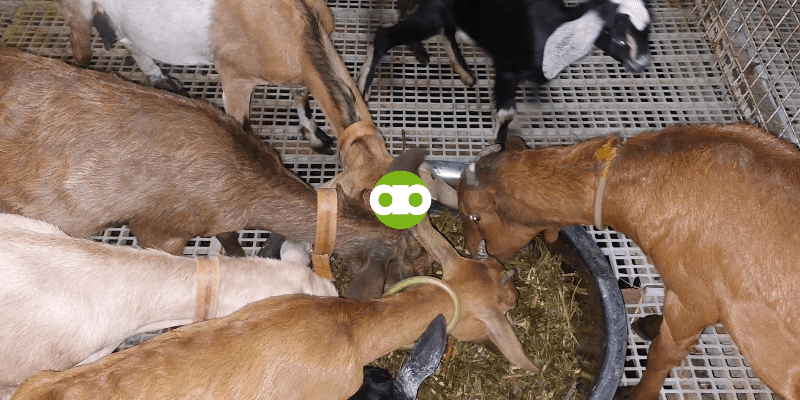 Goat Farming- Mga Bagay Na Dapat Ihanda sa Rainy Season