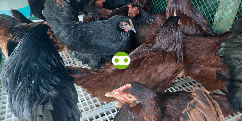 Heat Stress o Stroke sa Manok- Ano ang First Aid at Paano Ito Maiiwasan