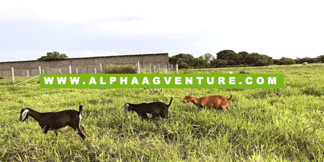 First Q Fever Case on Goats in the Philippines