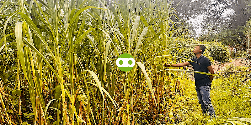 Mabo-BLOAT ba ang Baka Kapag Matakaw Ito sa Napier