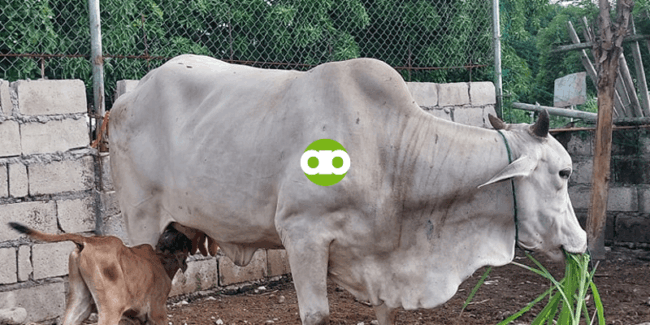 Magkano ang Kita sa Cattle Fattening Business. Use This Cattle Fattening Profit Calculator!