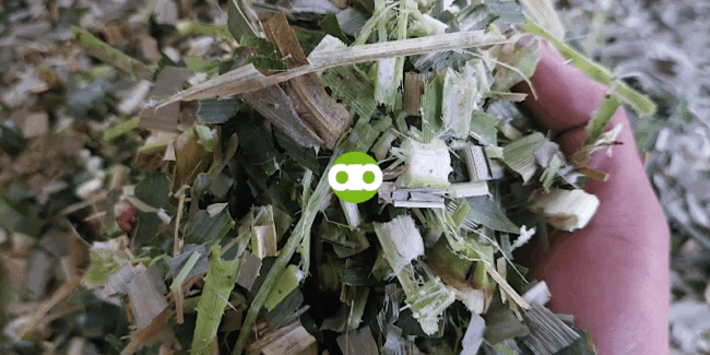 Magpapasabay Ka Ba ng Order Mong Corn Silage sa Batangas, Laguna, Pampanga o Bataan?