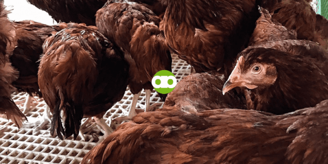 May Demand Pa Ba Sa Rhode Island Red?