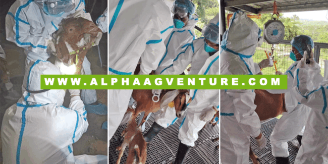 PH Bans Importation of US Goats Due to Q Fever