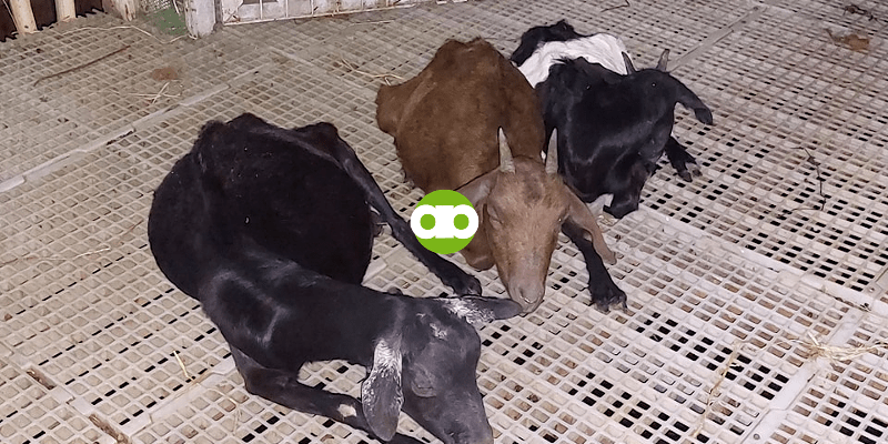 Paano Malalaman If Buntis ang Kambing If Hindi Mo Ito Naaktuhan na Nasampahan