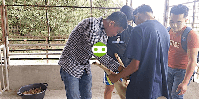 Purga Muna Bago Vitamins o Vitamins Muna Bago Purga sa mga Kambing at Manok?