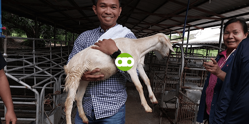 Pwede Bang Ibigay ang Vitamins na Pangtao sa Kambing