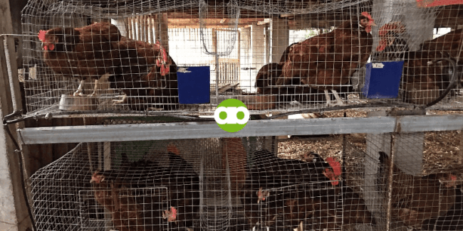 Tataba Ba ang mga Rhode Island Red Kahit Twice a Day Lang Sila Pakainin