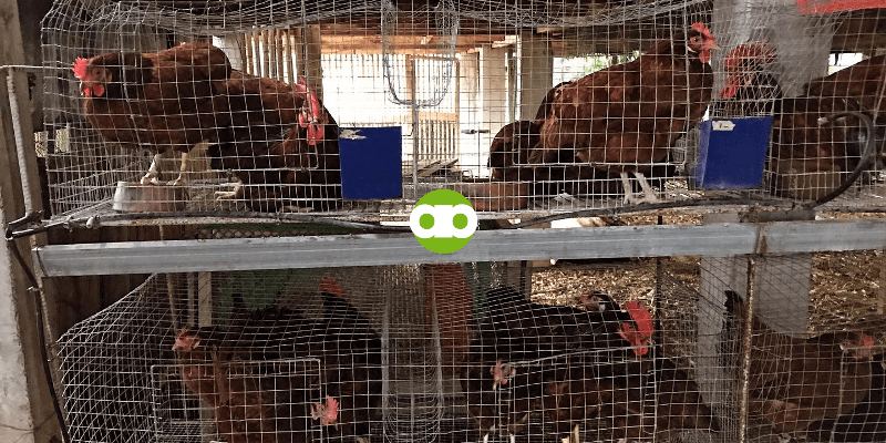 Tataba Ba ang mga Rhode Island Red Kahit Twice a Day Lang Sila Pakainin