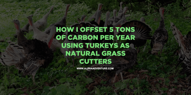 How I Offset 5 Tons of Carbon Per Year Using Turkeys as Natural Grass Cutters