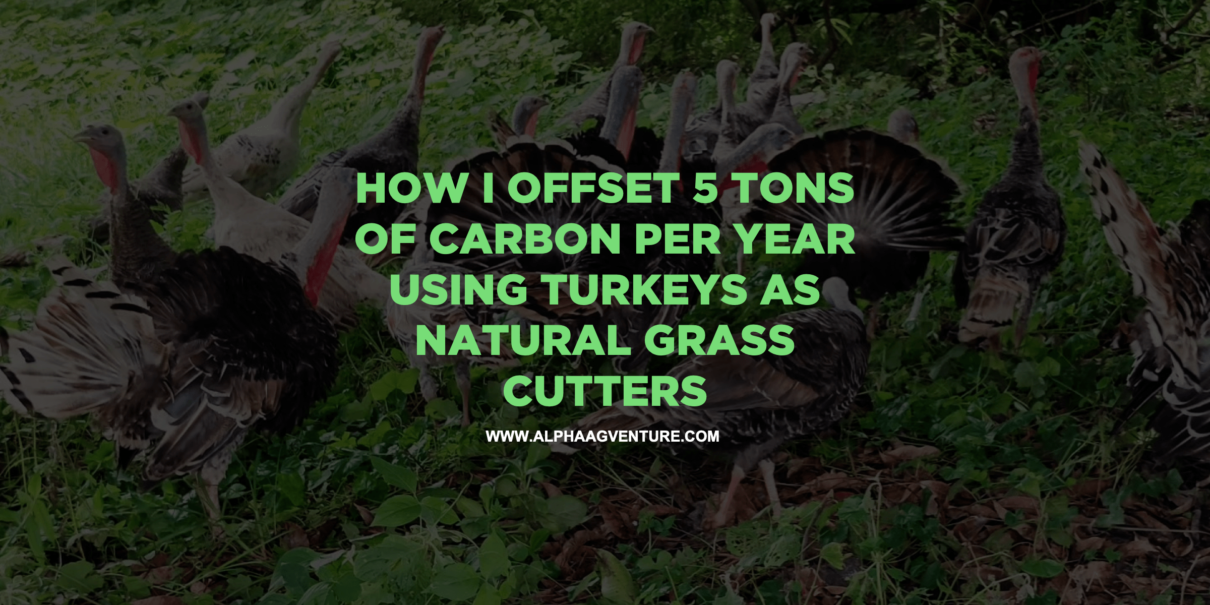 How I Offset 5 Tons of Carbon Per Year Using Turkeys as Natural Grass Cutters