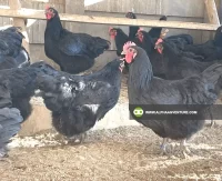 Black Australorp for Sale at Alpha Agventure Farms