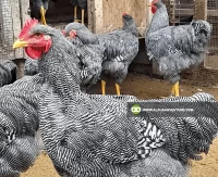 Buy Barred Plymouth Rock for Sale at Alpha Agventure Farms