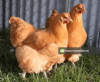 Buy Buff Orpington for Sale at Alpha Agventure Farms