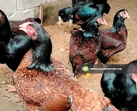 Buy Cornish for Sale at Alpha Agventure Farms